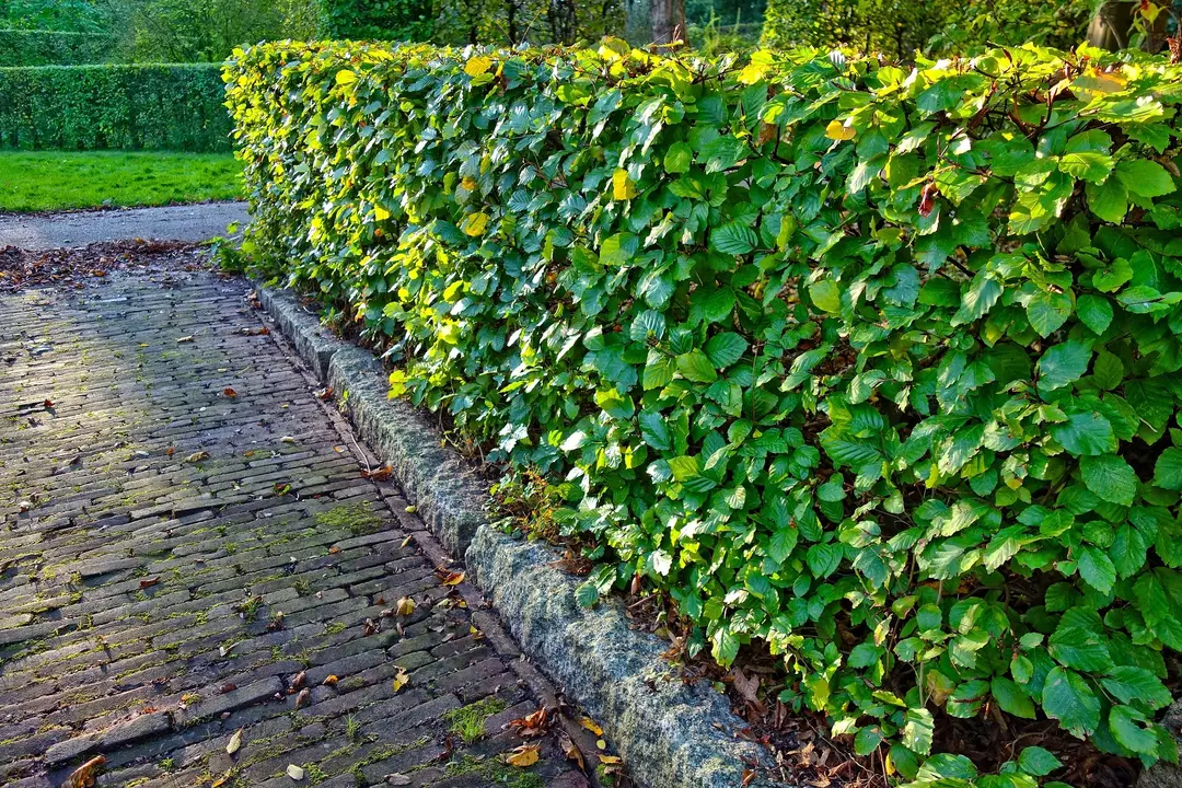 Well-maintained hedges