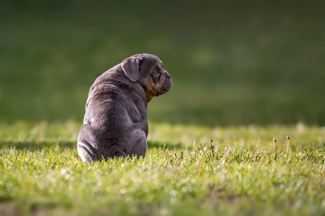 Dog playing in a clean yard